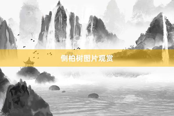 侧柏树图片观赏